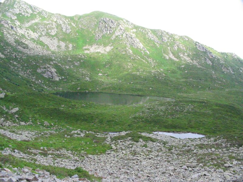 Gentiana acaulis / Genziana di Koch